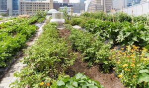 Urban gardening